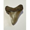 A gorgeous golden megalodon tooth from South Carolina