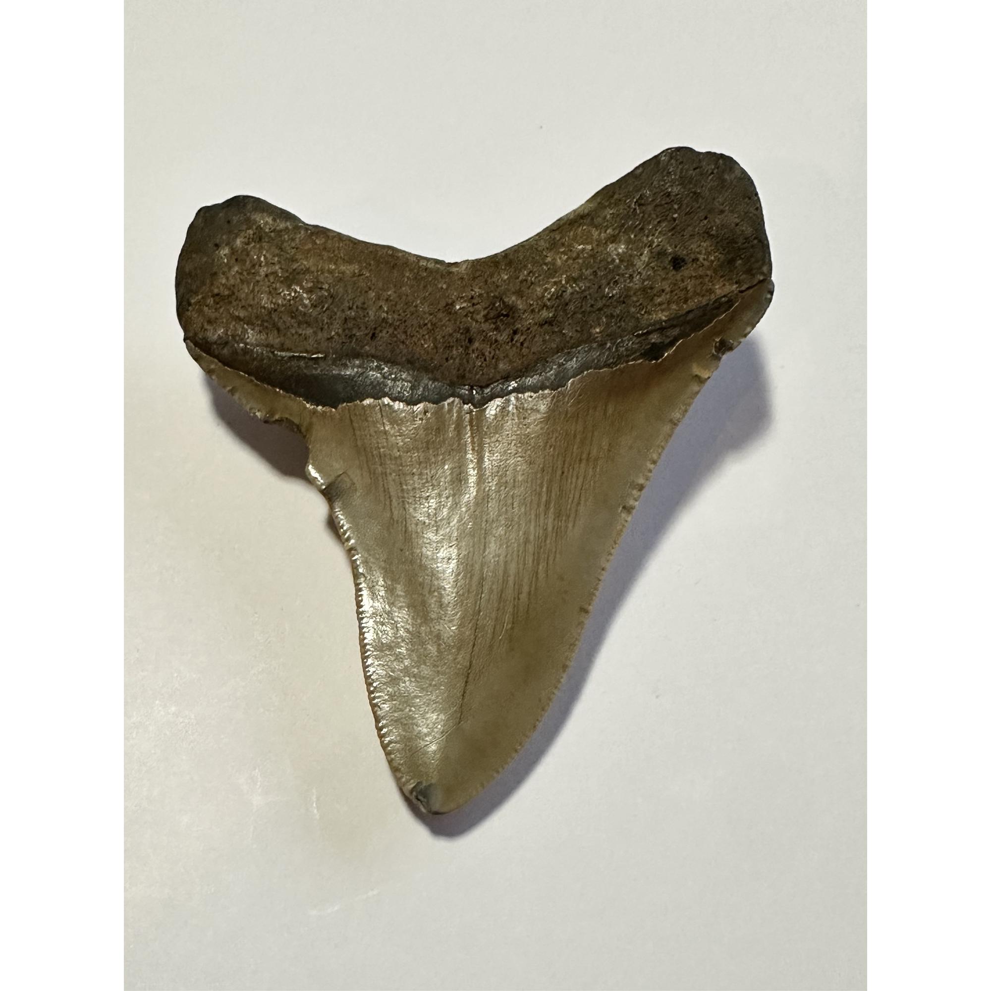 A gorgeous golden megalodon tooth from South Carolina