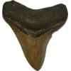 Fossil megalodon tooth with a golden color measuring 3.10 inch from South Carolina