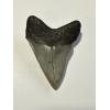 Megalodon shark tooth from South Carolina with beautiful serrations and gorgeous color, front and back