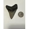 A fossilized megalodon shark tooth with beautiful serrations and grading animal, front and back