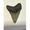 Fossil megalodon tooth, 2.76 inch very serrated and a beautiful, beautiful, brownish gray color