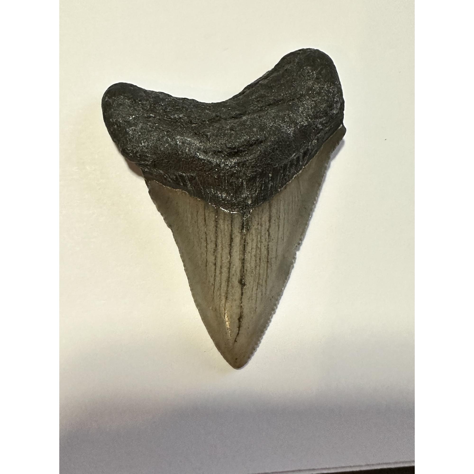 Fossil megalodon tooth, 2.76 inch very serrated and a beautiful, beautiful, brownish gray color