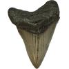 Beautiful megalodon tooth measuring 2.76 inches a beautiful, gray color and wonderful stations