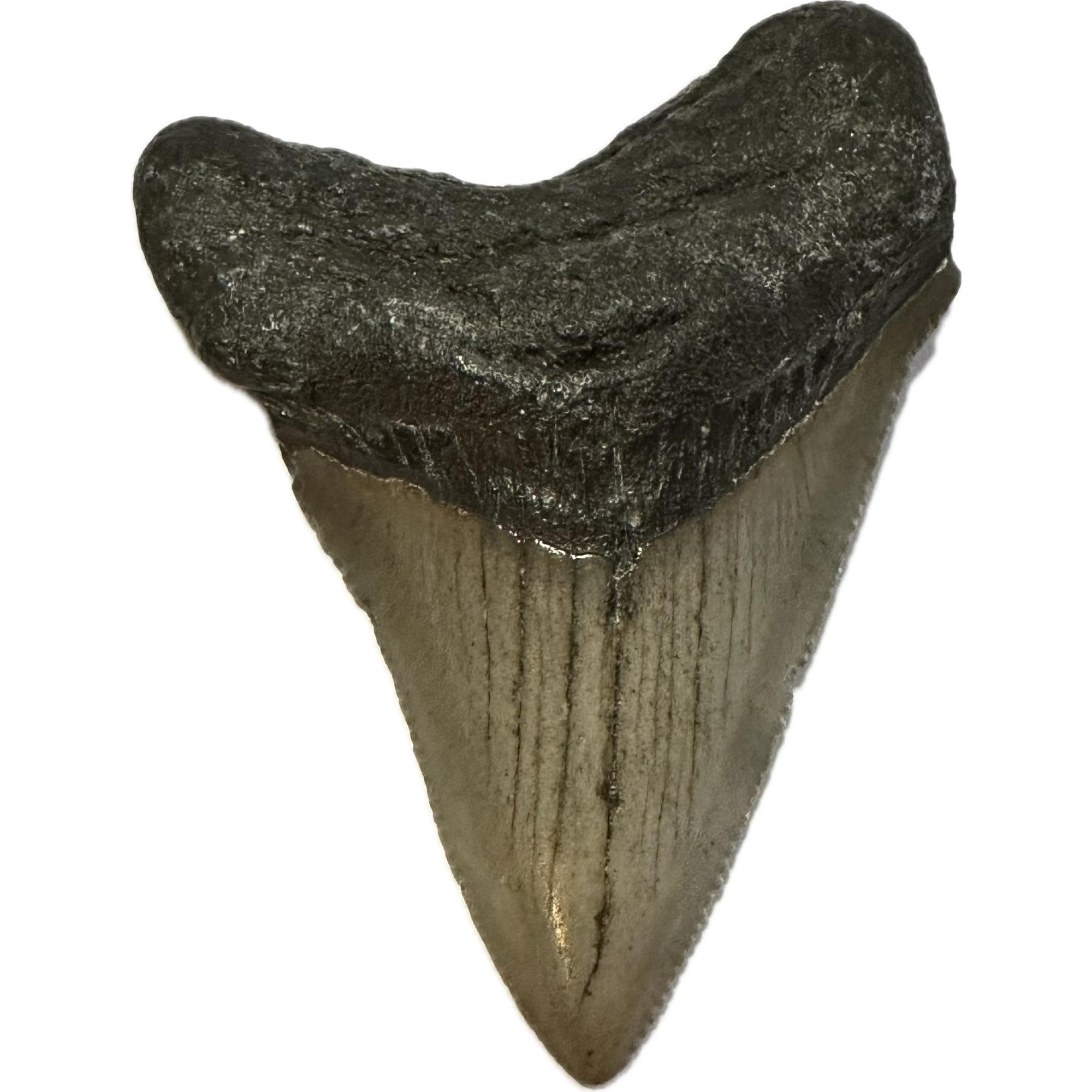 Beautiful megalodon tooth measuring 2.76 inches a beautiful, gray color and wonderful stations