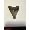 Beautiful megalodon tooth measuring 2.75 inches with an enamel front and back of a medium gray color