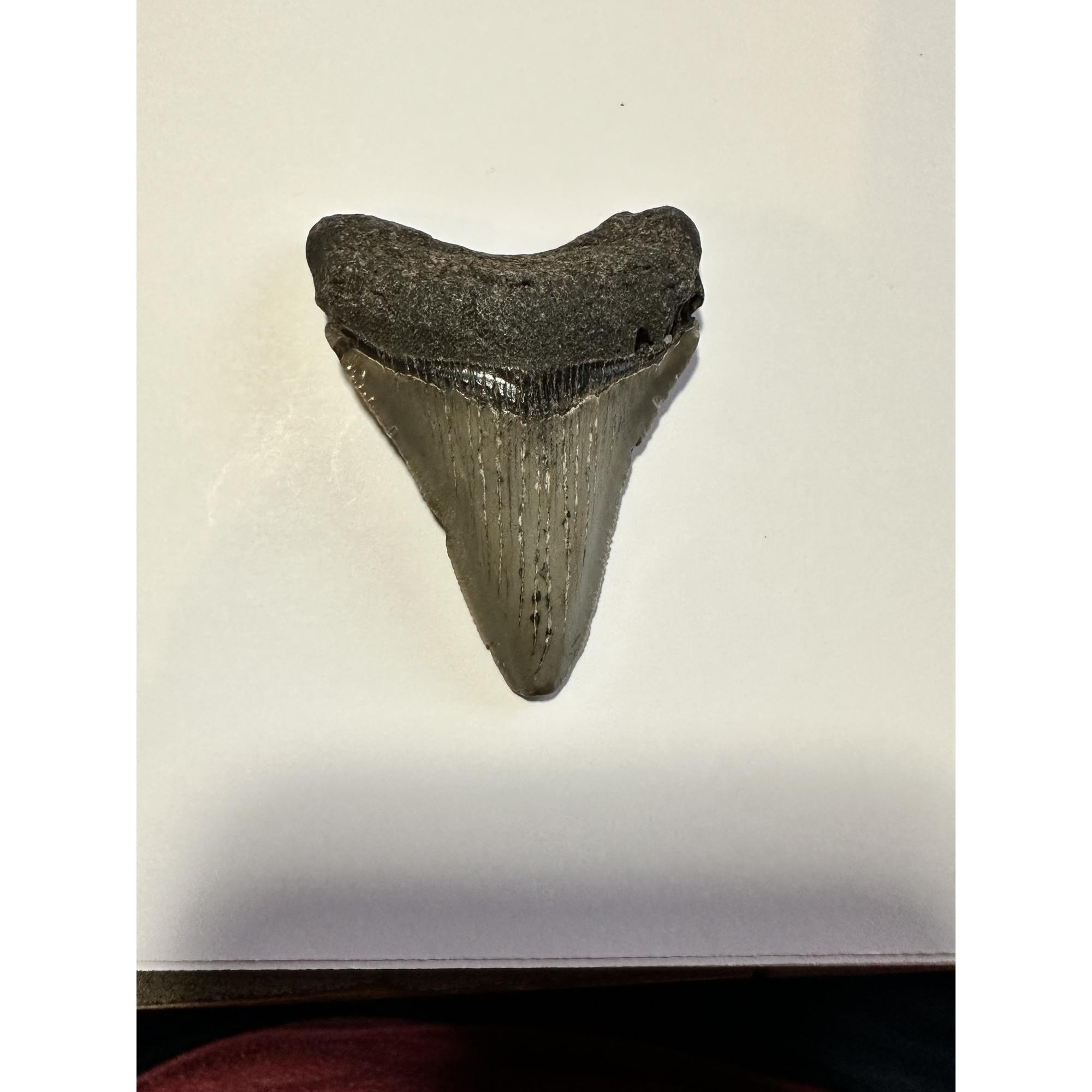 Beautiful megalodon tooth measuring 2.75 inches with an enamel front and back of a medium gray color