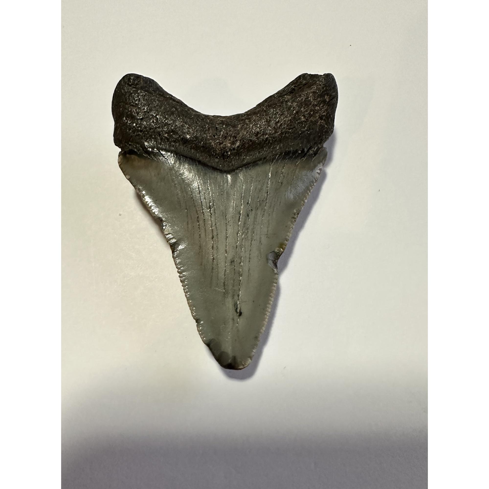 Megalodon fossil shark tooth, measuring 2.75 inches