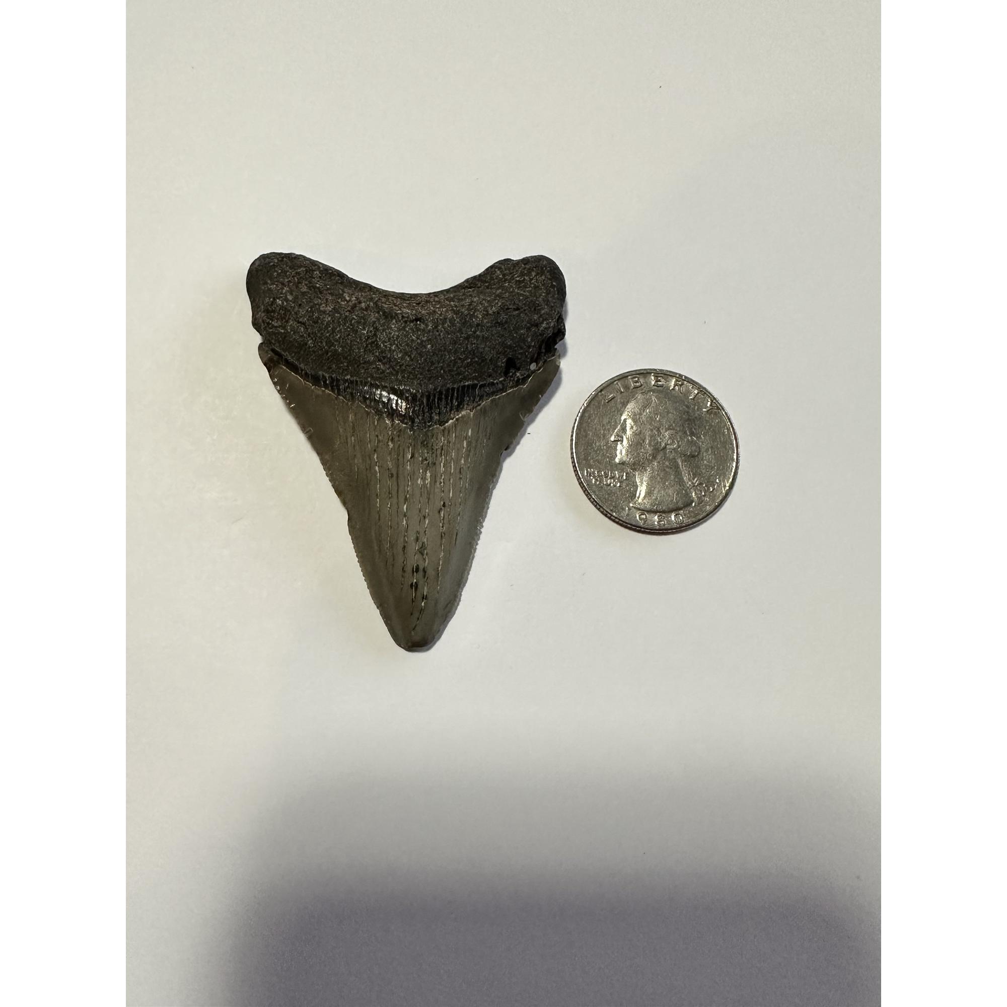 Megalodon fossil shark tooth from South Carolina with grading animal front and back measuring 2.75 inches