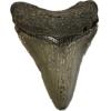 Fossil megalodon tooth measuring 2.75 inches with great enamel front and back
