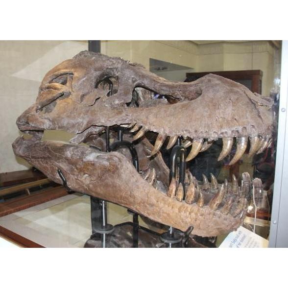 Sue the Trex, real skull on display