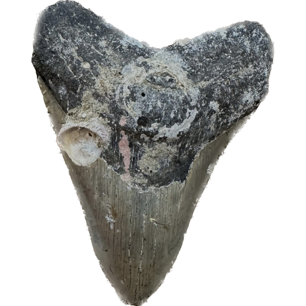 Ocean fresh Megalodon tooth with coral and barnacles.  This tooth is from N. Carolina