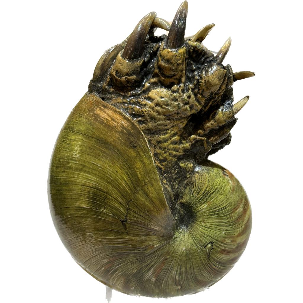 taxidermy gaffe with alligator foot in a nautilus shell.