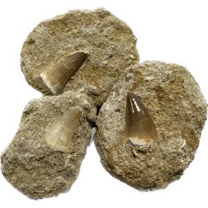 This collection shows a beautiful Massore tooth within a sandstone matrix from Morocco
