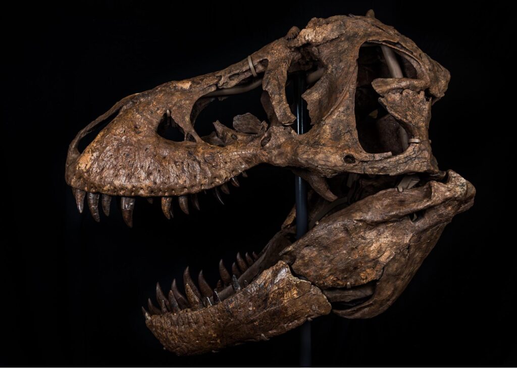 huge 6ft trex skull with teeth closeup