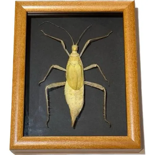 huge spiny leaf insect in wood frame. taxidermy