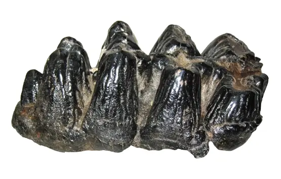 A beautiful tooth of a mastodon from Florida