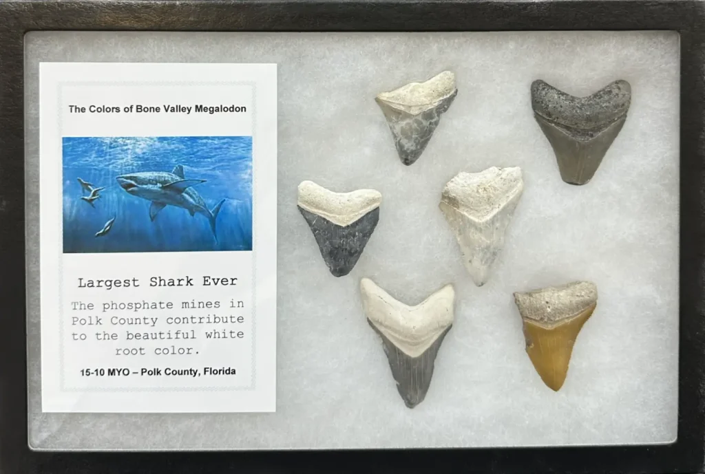 This beautiful display contains multiple colors of megalodon teeth found in Polk county Florida. The phosphate mines are known as bone valley.