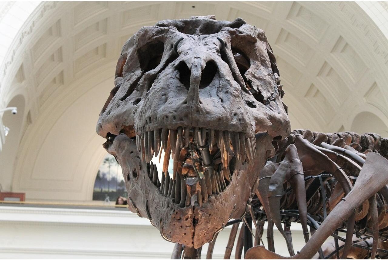 tyrannosaurus, prehistoric, skeleton-447801.jpg