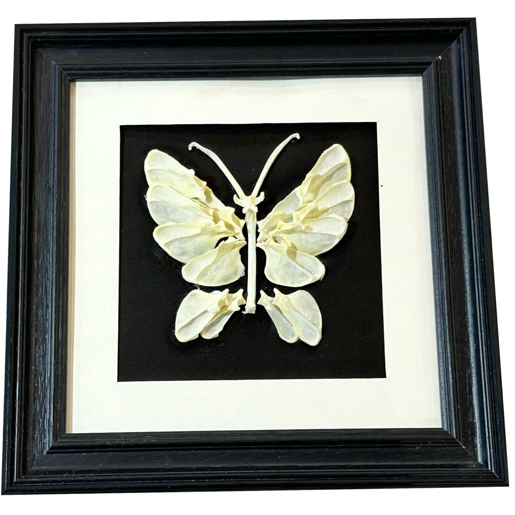 butterfly framed art made of different bones, taxidermy