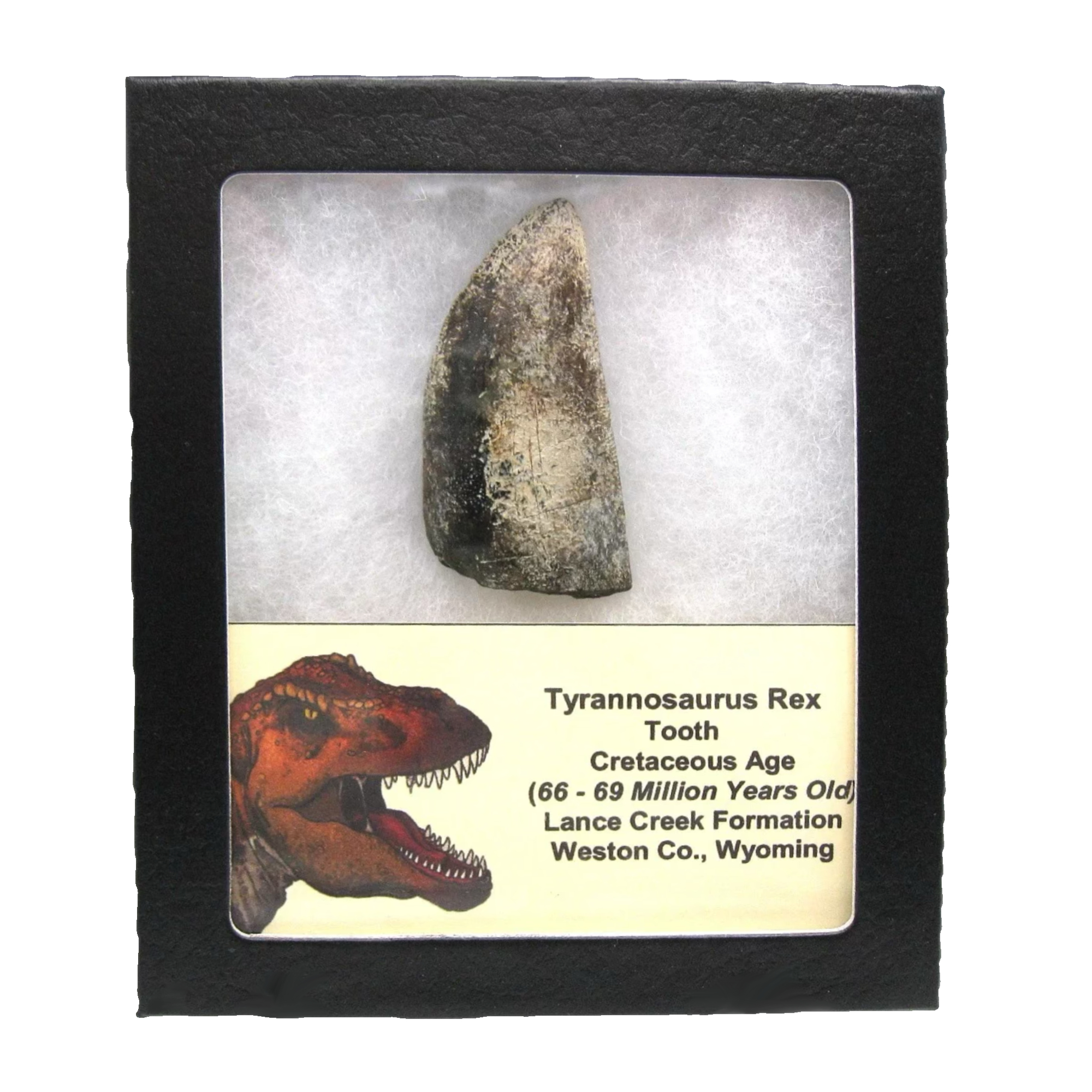Trex tooth in a collector box. This genuine and rare fossil is from Wyoming