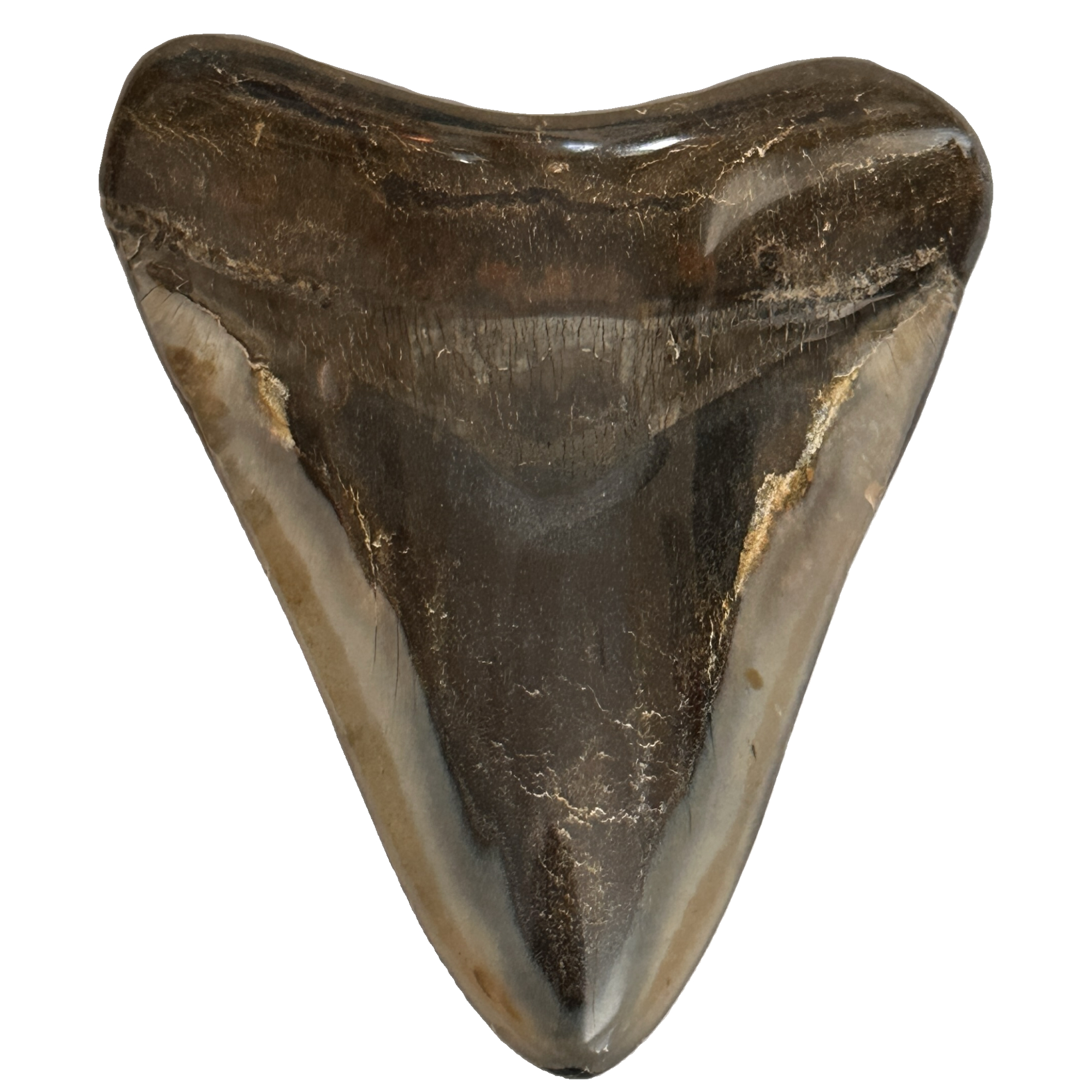 6.01” high polished Megalodon tooth. Natural back