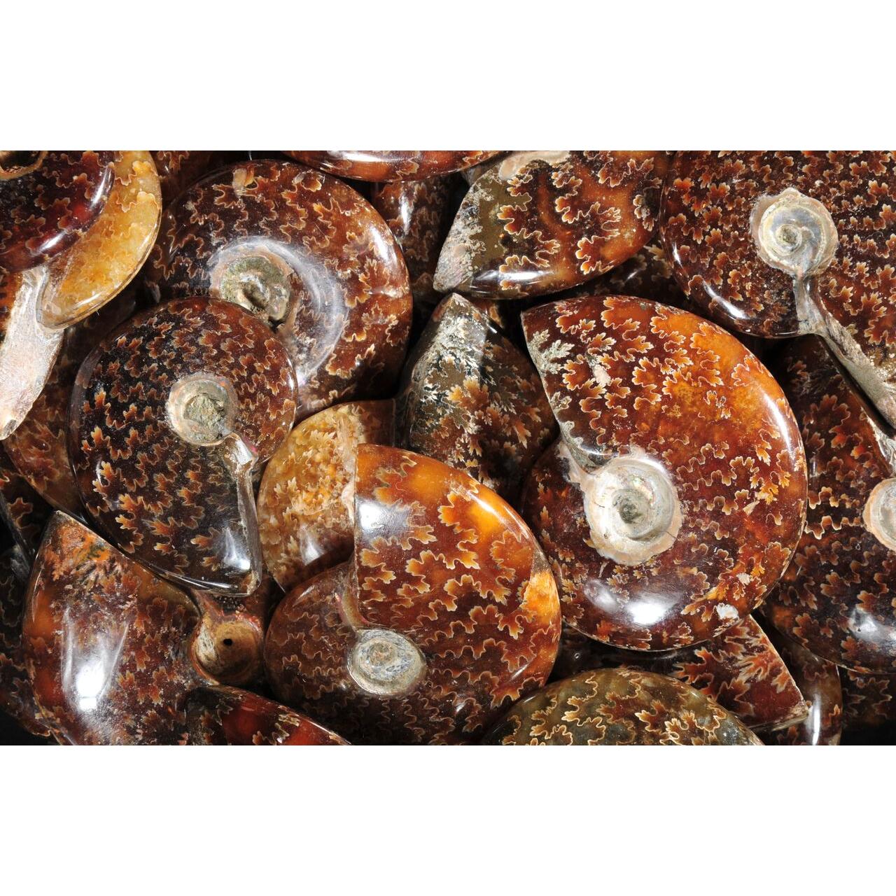 This is a picture of a lot of shiny, colorful, caramel-colored ammonites populating the entire picture.