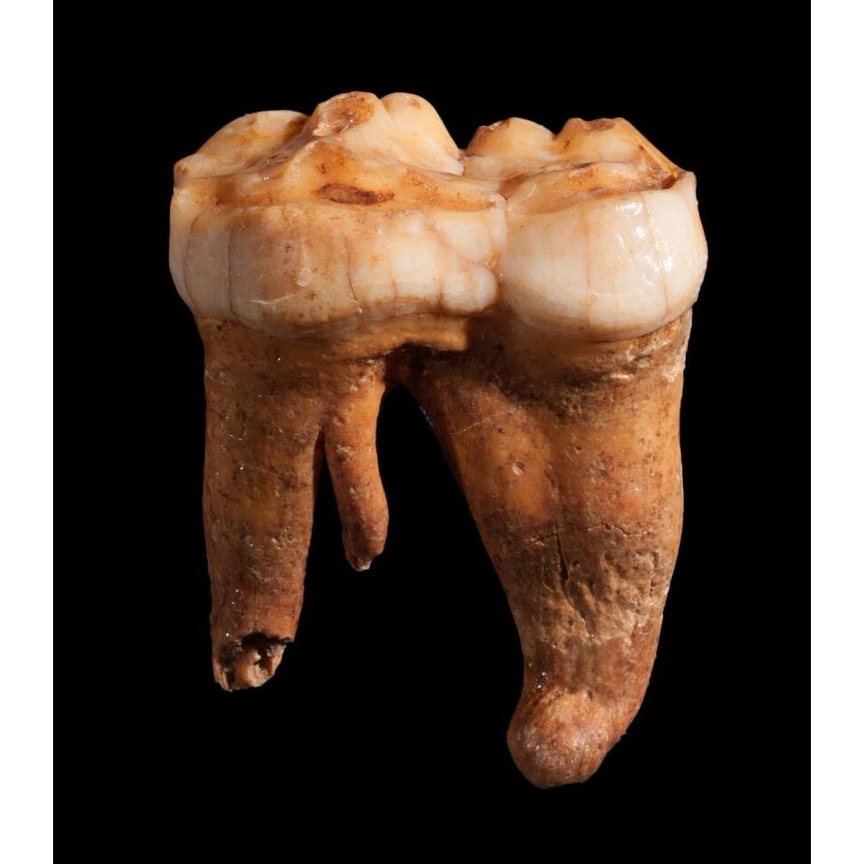Cave Bear Canine Tooth, Europe Prehistoric Online