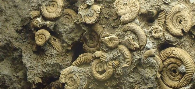 This is a picture of a group of ammonites still in the matrix they were found. They are all a gray-ish yellow color.