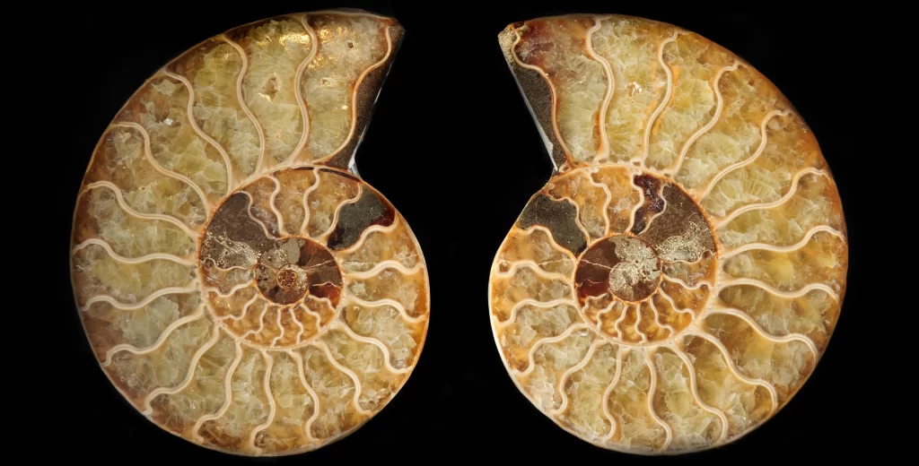 This is a picture of a fossilized ammonite cut in half, showing how perfectly structured it is on the outside. It resembles the golden ratio.