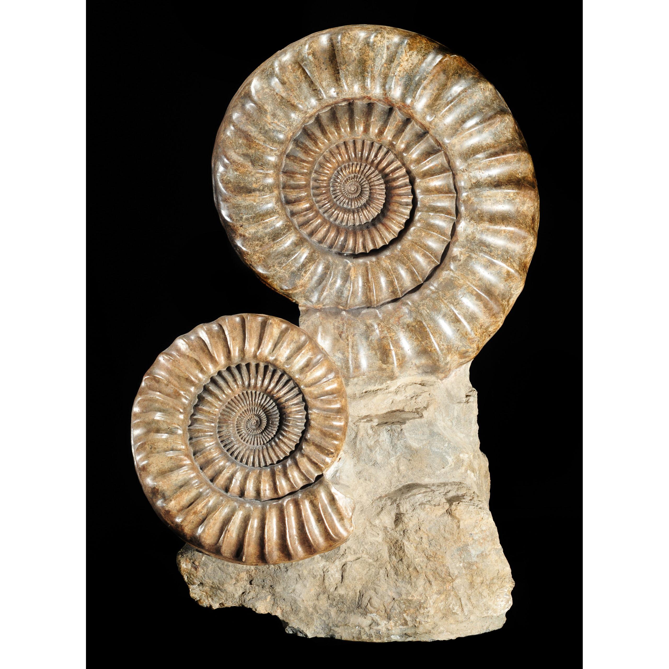 This is a picture of a standup ammonite piece, holding two decent sized, grayish, English Ammonites.