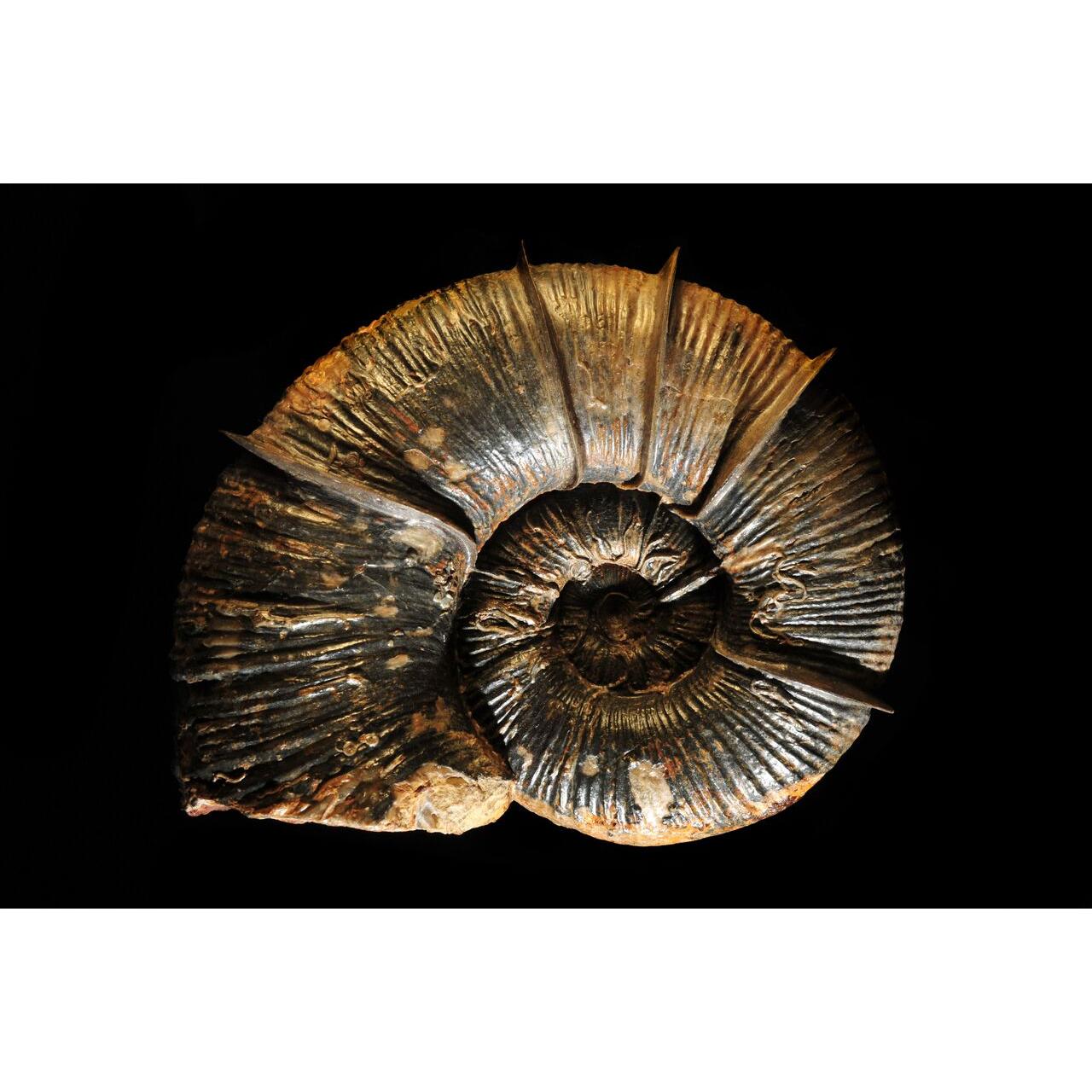 This is a picture of a dramatically lit winged ammonite. It has very prominent, sharp ridges.