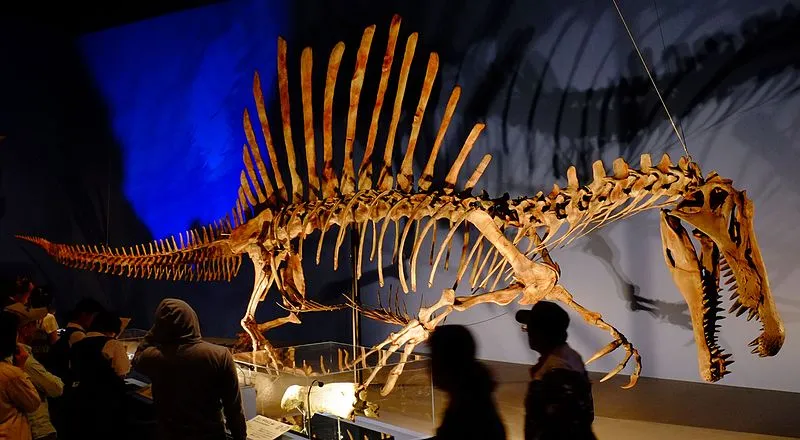 This is a picture of a museum exhibit in Japan of a Spinosaurus skeleton.