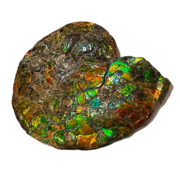 This is a picture of an ammolite, showing a beautiful play-of-color.