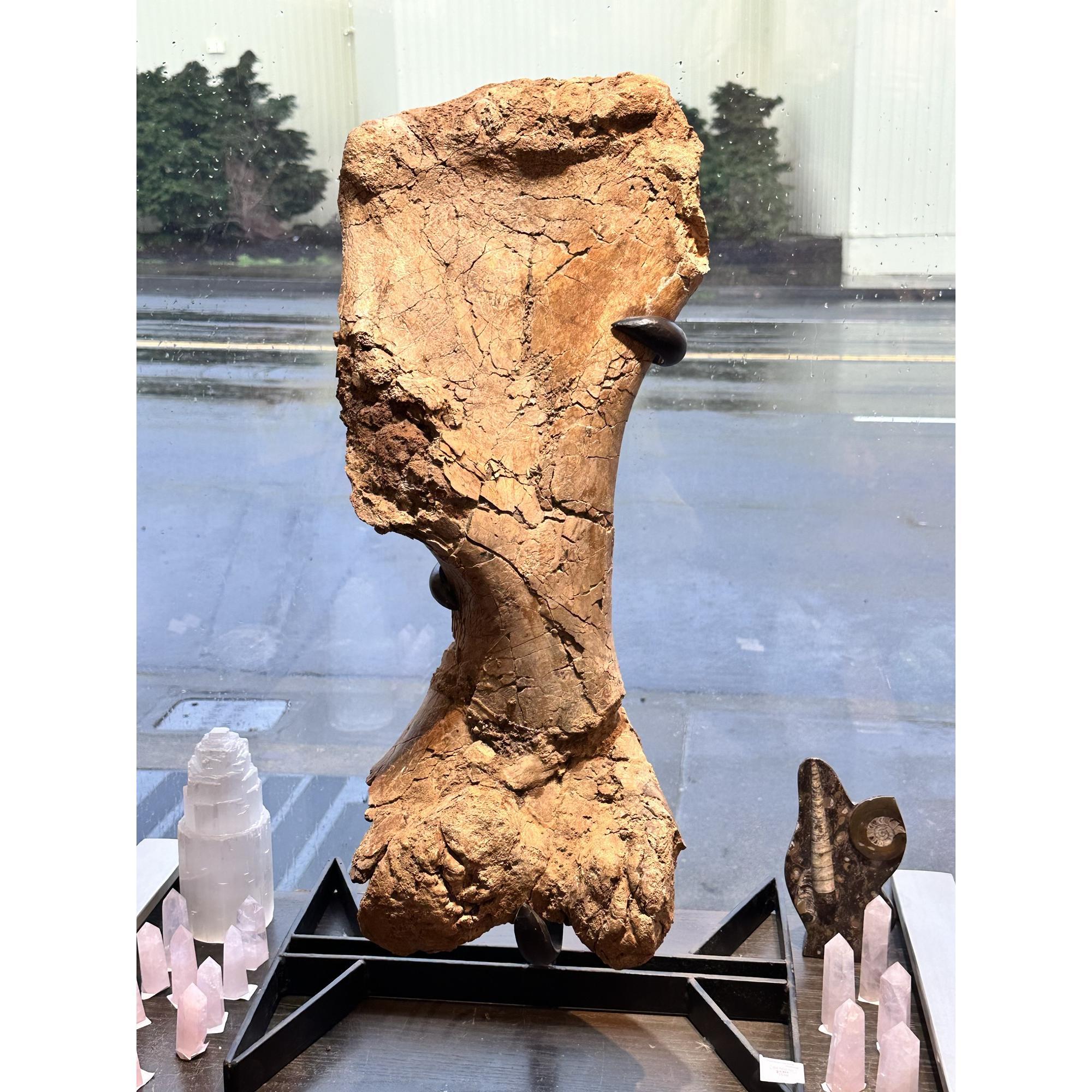 Triceratops Leg Bone Wyoming, 66 MYO, Humerus Prehistoric Online