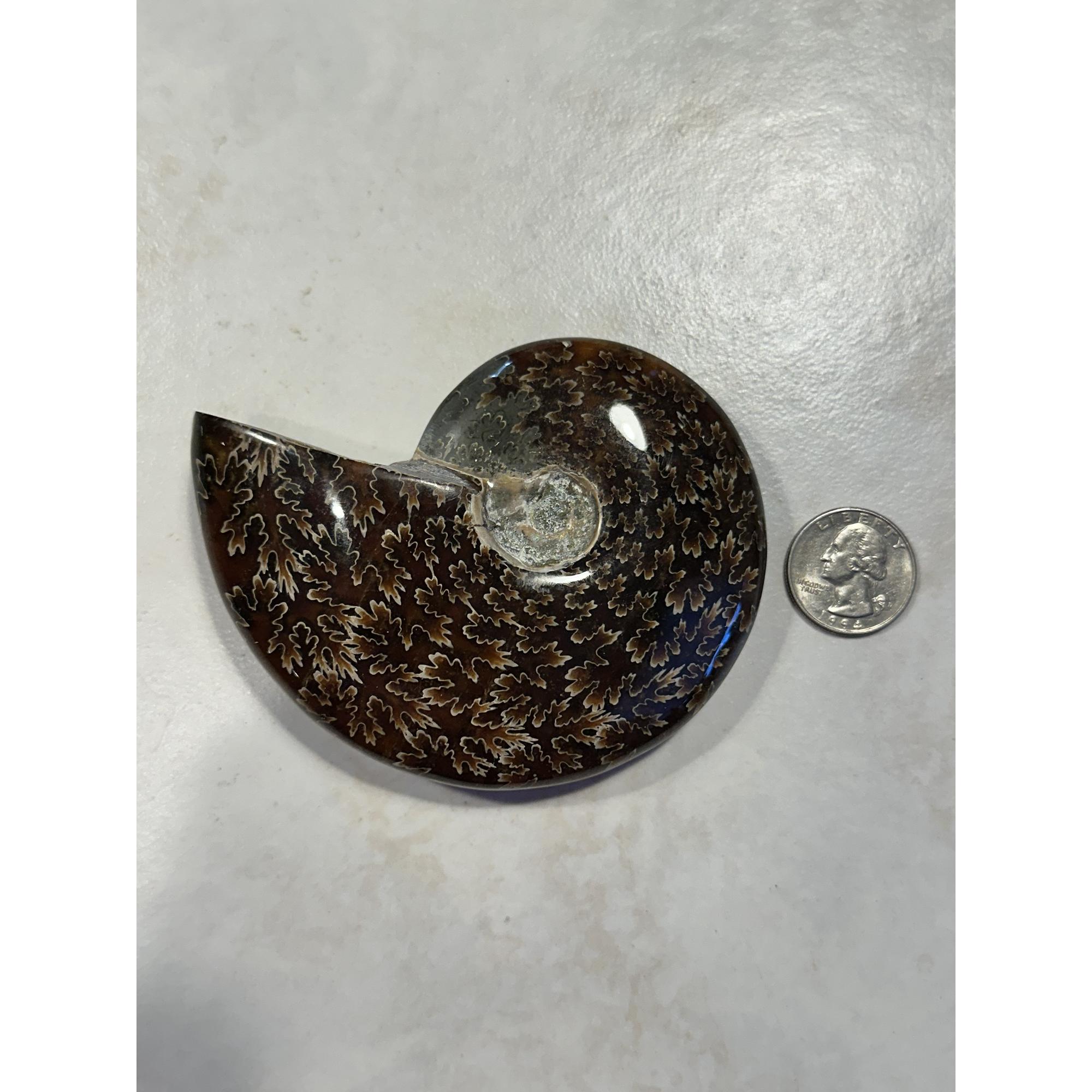 Cleoniceras Cleon,  Ammonite,  detailed sutures, 4 1/4″ Prehistoric Online