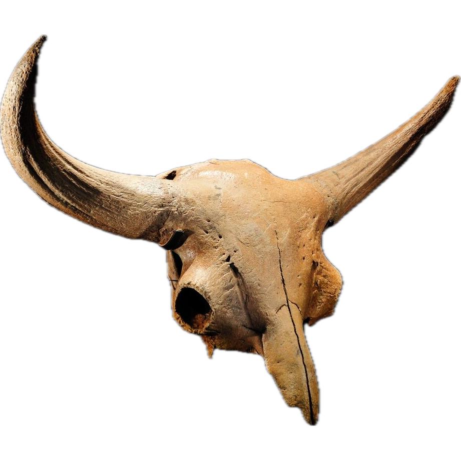 Fossil Bison Tooth – Florida, light creme colored rare enamel Prehistoric Online