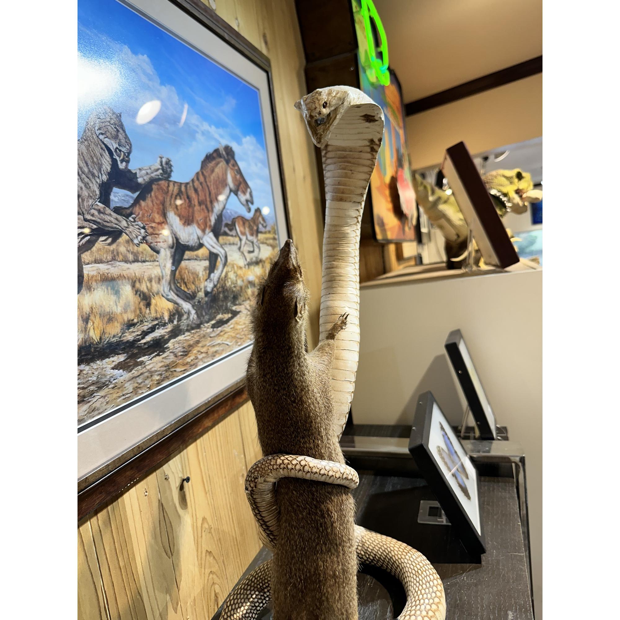 Cobra fighting Mongoose Taxidermy, Vintage, hand stitched Prehistoric Online