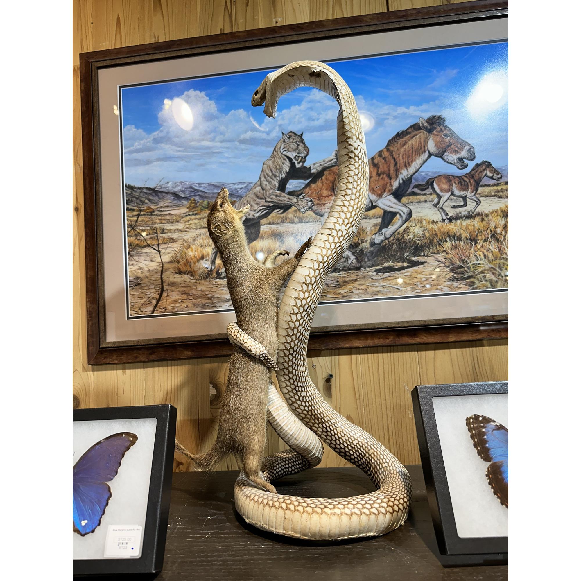 Cobra fighting Mongoose Taxidermy, Vintage, hand stitched Prehistoric Online