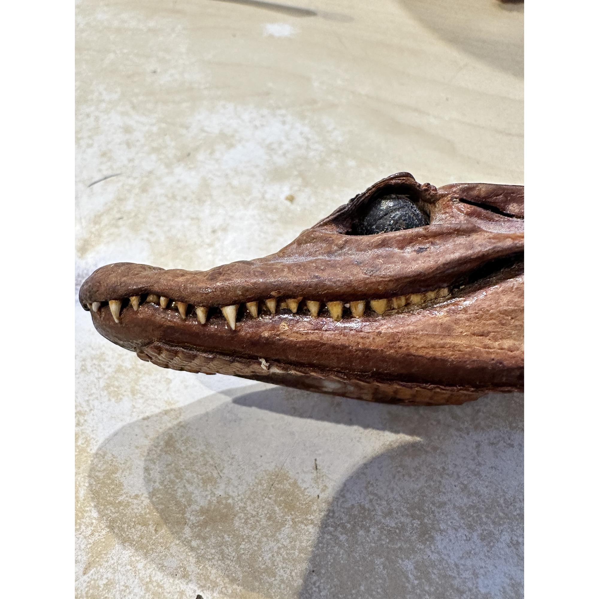 Alligator letter opener, Taxidermy, vintage 1960’s, fantastic teeth Prehistoric Online