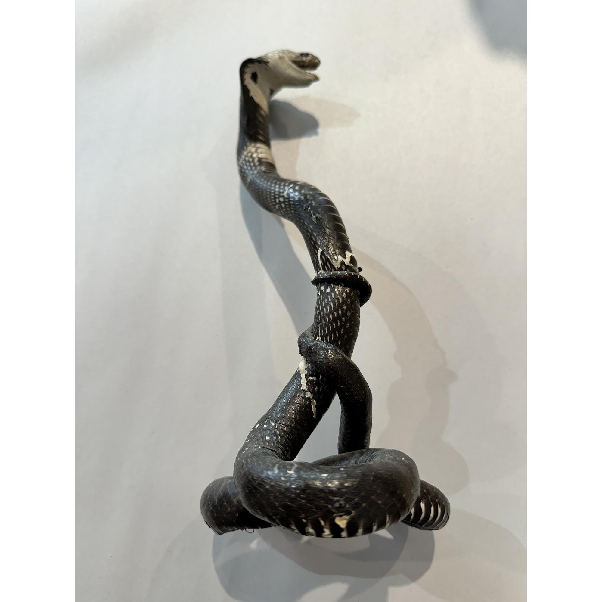 Cobra Taxidermy, Vintage, hand stitched Prehistoric Online