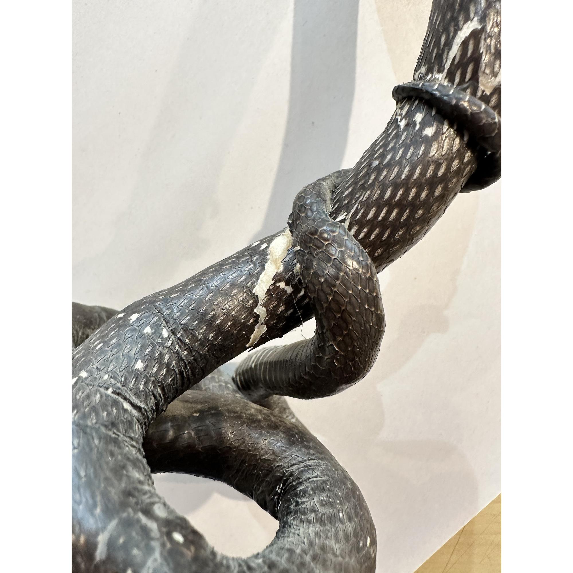 Cobra Taxidermy, Vintage, hand stitched Prehistoric Online