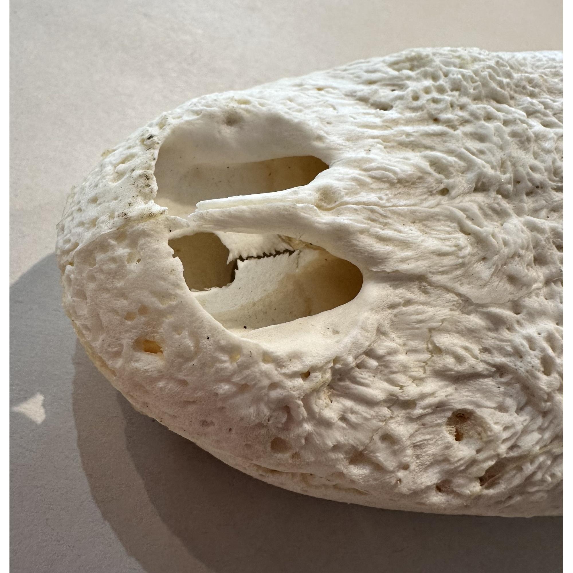 Taxidermy, Alligator Skull, 12 inch beauty Prehistoric Online