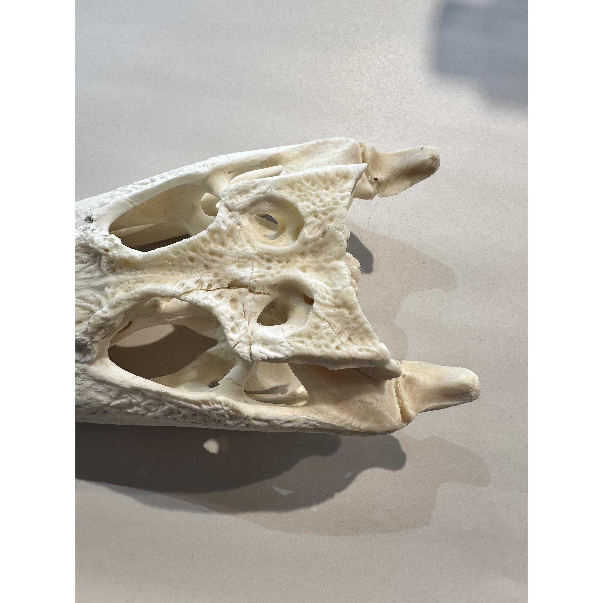 Taxidermy, Alligator Skull, 12 inch beauty Prehistoric Online
