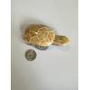Bumblebee Jasper carved Turtle, vibrant colors, great carving Prehistoric Online