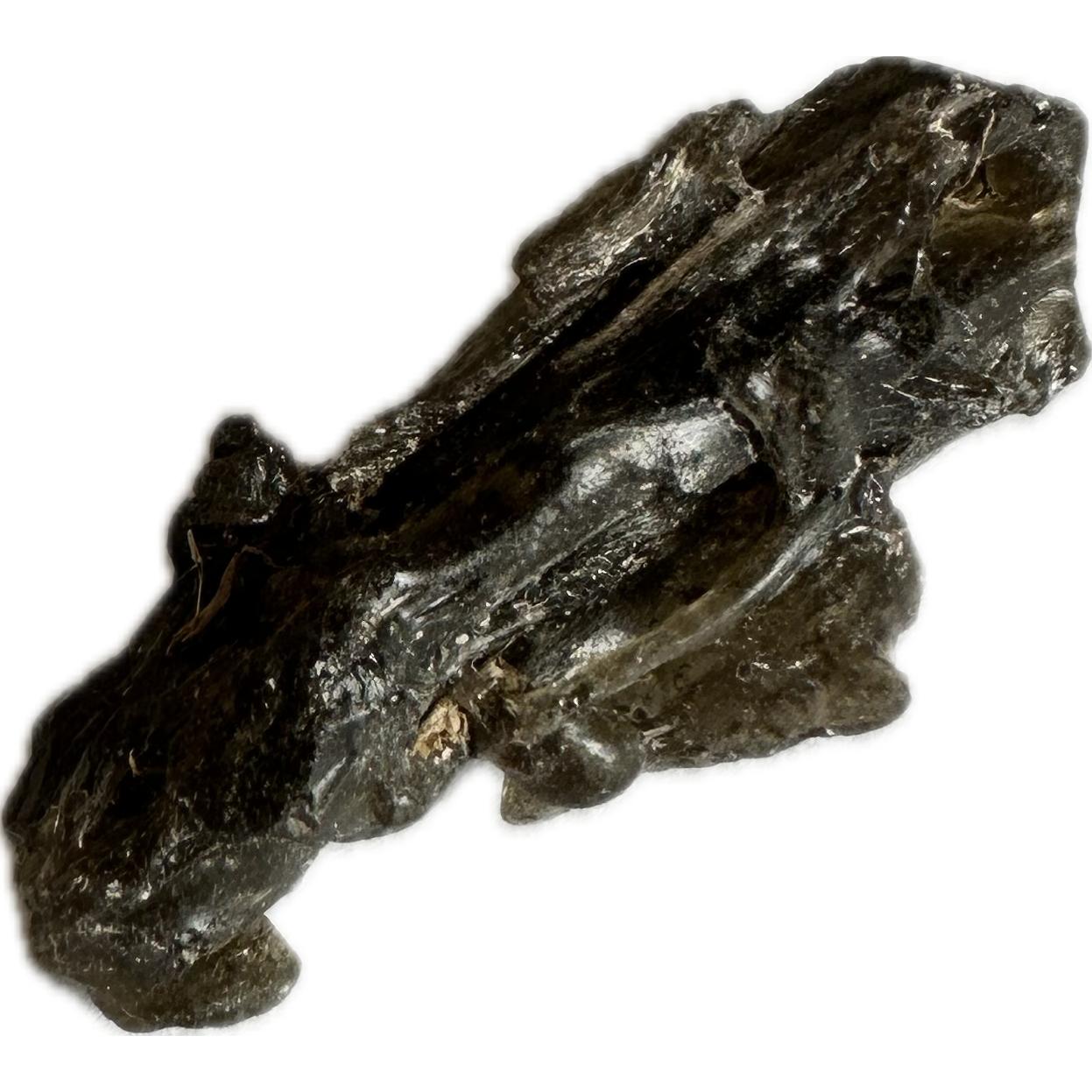 Darwin Glass, translucent, 1.50 grams Prehistoric Online