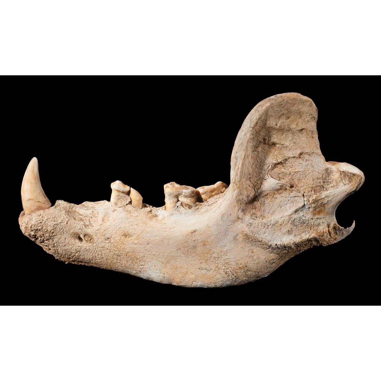 Cave Bear fossil foot, Europe Prehistoric Online