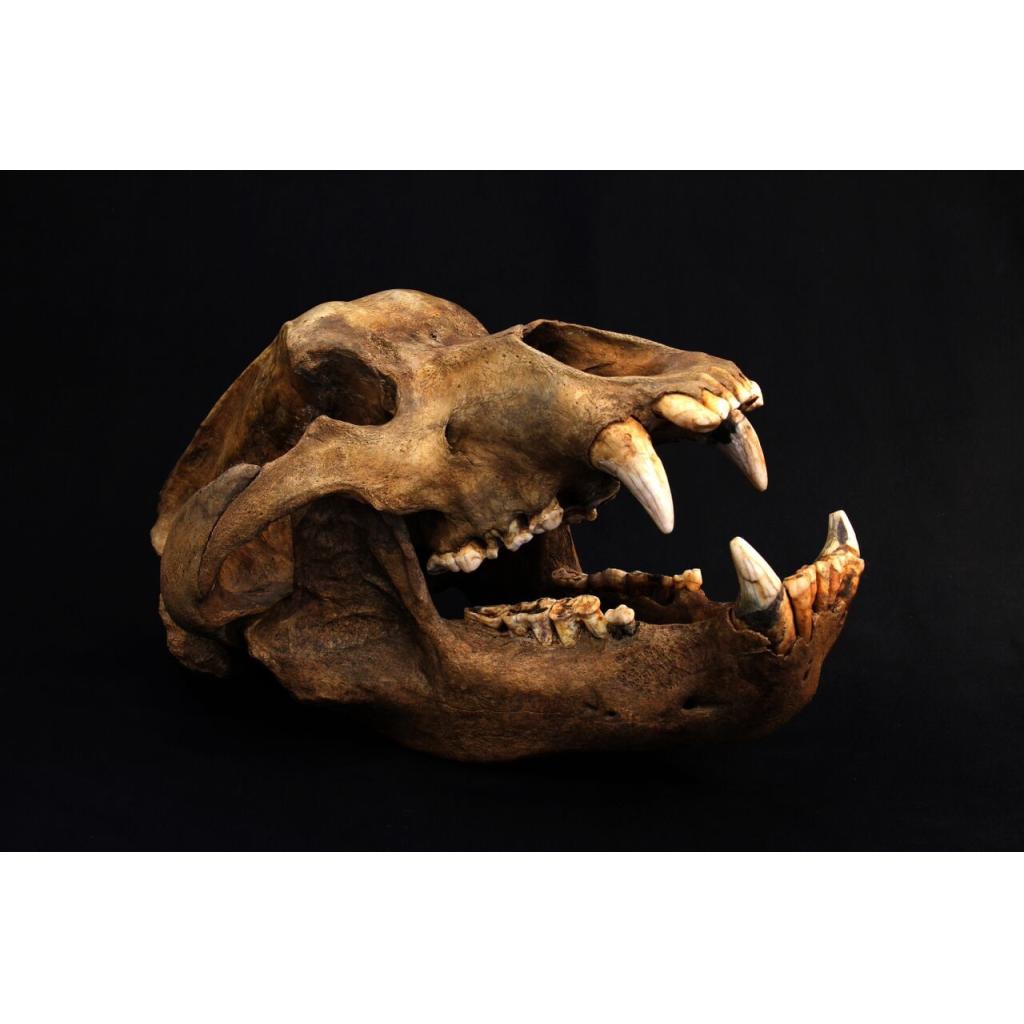 Cave Bear Molars in Jaw, Europe Prehistoric Online