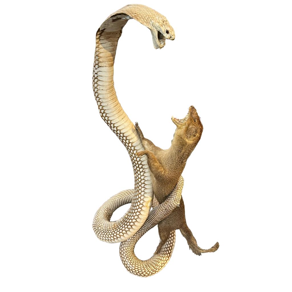 Alligator Taxidermy, vintage 1960’s, hand stitched Prehistoric Online
