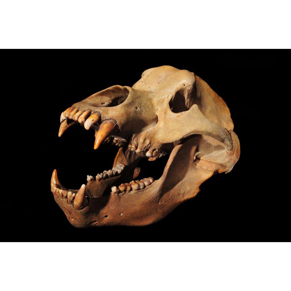 Cave Bear Molar w/Jaw, Europe Prehistoric Online